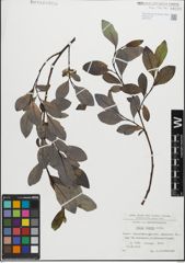 Foto von Salix glabra Scop.